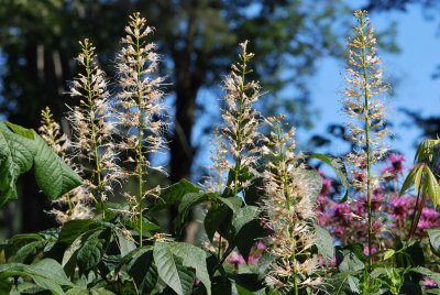 Aesculus parviflora - jírovec drobnokvětý - květenství (2)
